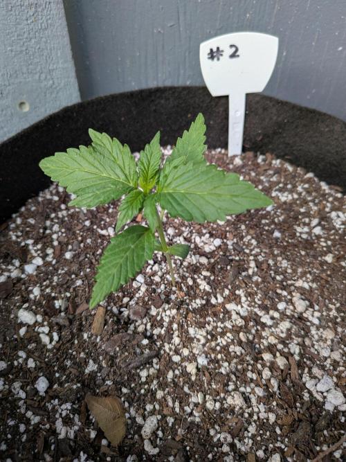 1st (mostly) outdoor grow - 100% organic. Week 3