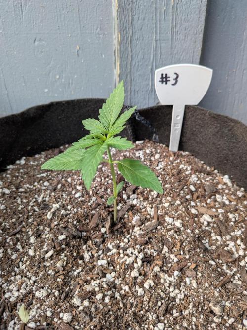 1st (mostly) outdoor grow - 100% organic. Week 3