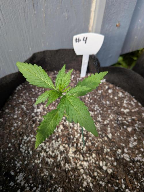 1st (mostly) outdoor grow - 100% organic. Week 3