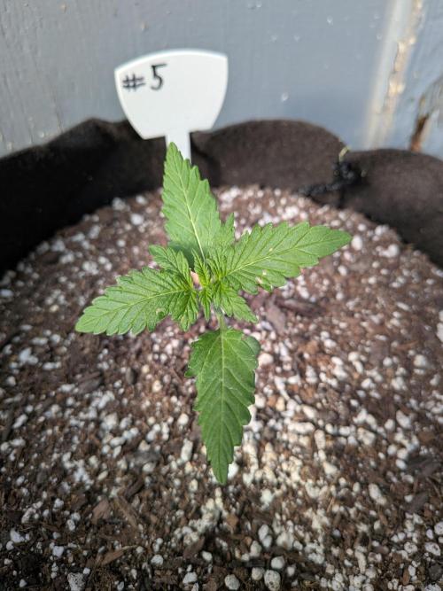 1st (mostly) outdoor grow - 100% organic. Week 3