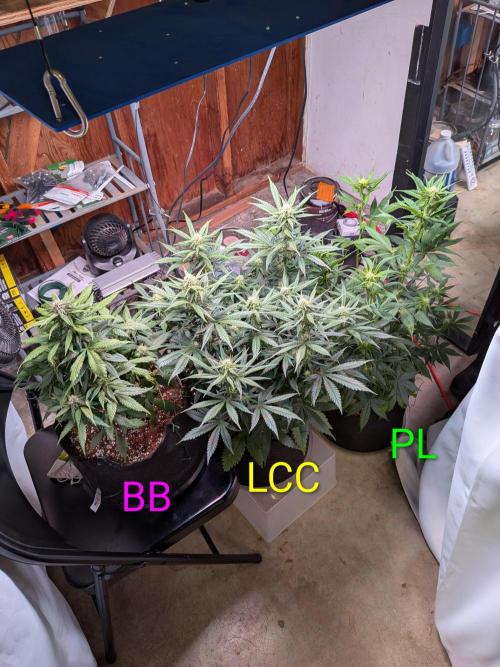 A purple and fruity Fastbuds trio. Week 8