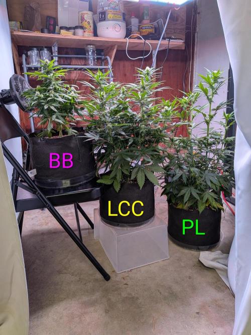 A purple and fruity Fastbuds trio. Week 8