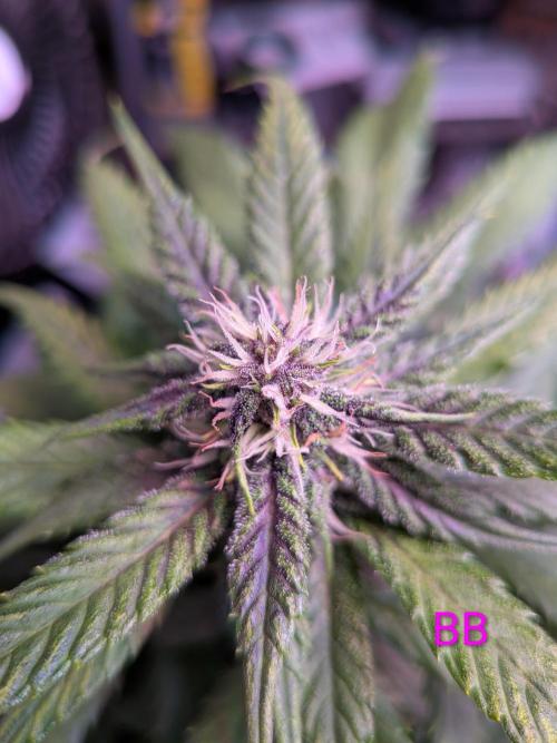 A purple and fruity Fastbuds trio. Week 8