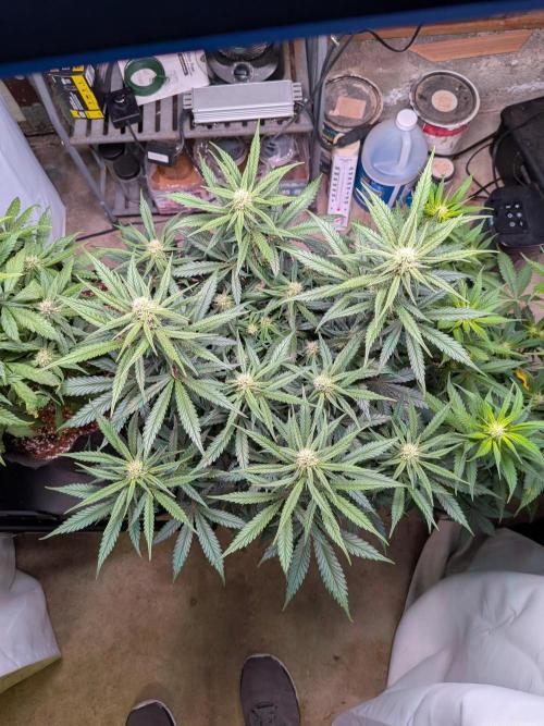 A purple and fruity Fastbuds trio. Week 8