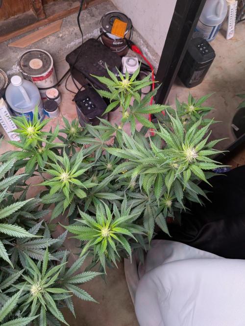 A purple and fruity Fastbuds trio. Week 8