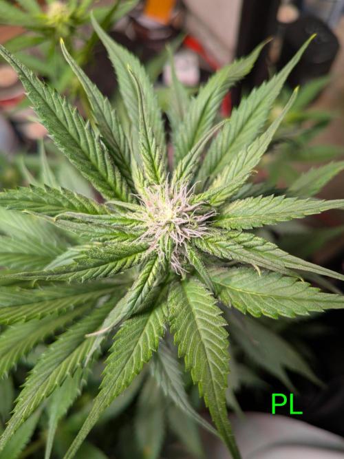 A purple and fruity Fastbuds trio. Week 8