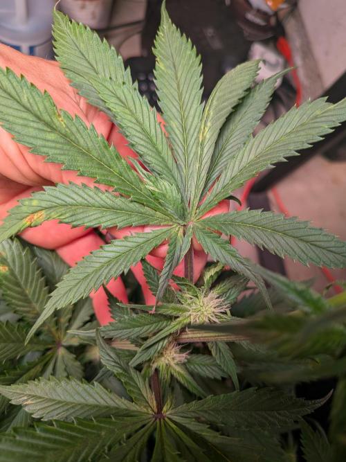 A purple and fruity Fastbuds trio. Week 8