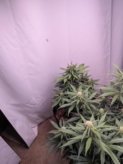 A purple and fruity Fastbuds trio. Week 8