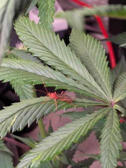 A purple and fruity Fastbuds trio. Week 8