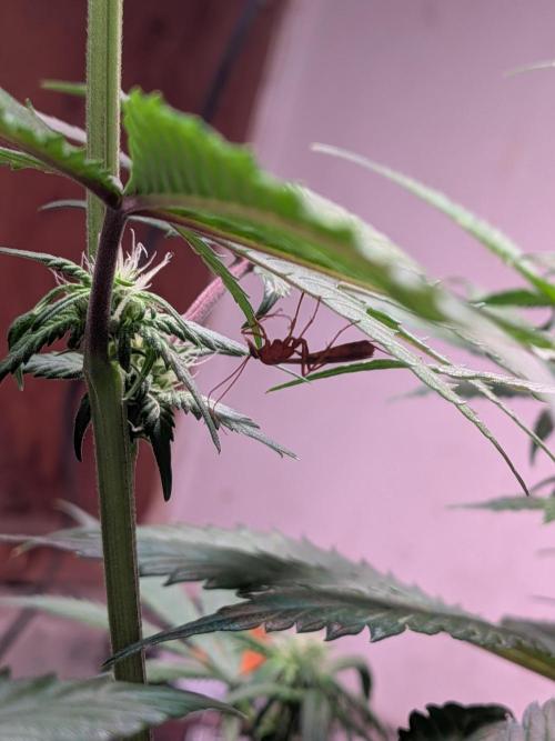 A purple and fruity Fastbuds trio. Week 8