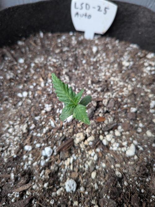 First outdoor grow part 2 (backup plant). Week 2