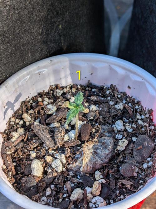 1st (mostly) outdoor grow - 100% organic. Week 3