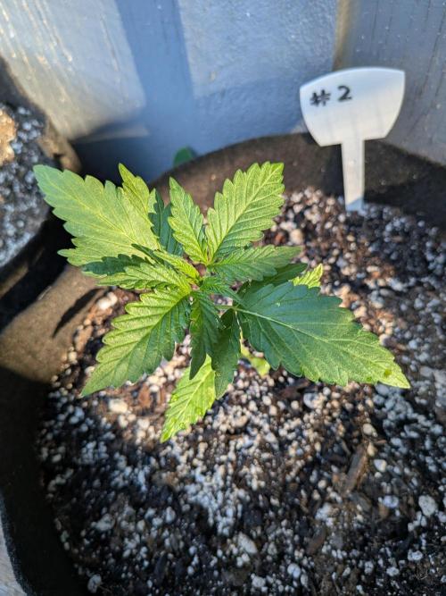 1st (mostly) outdoor grow - 100% organic. Week 3