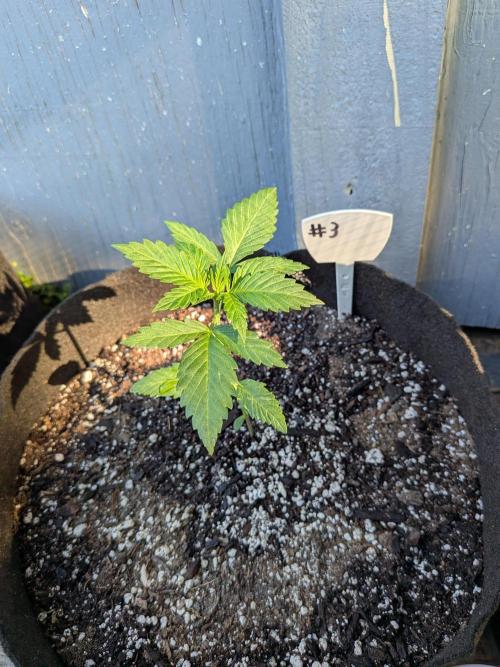 1st (mostly) outdoor grow - 100% organic. Week 3