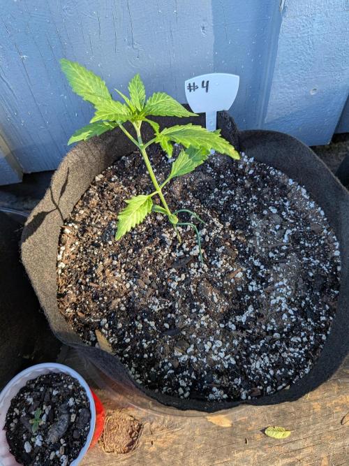 1st (mostly) outdoor grow - 100% organic. Week 3