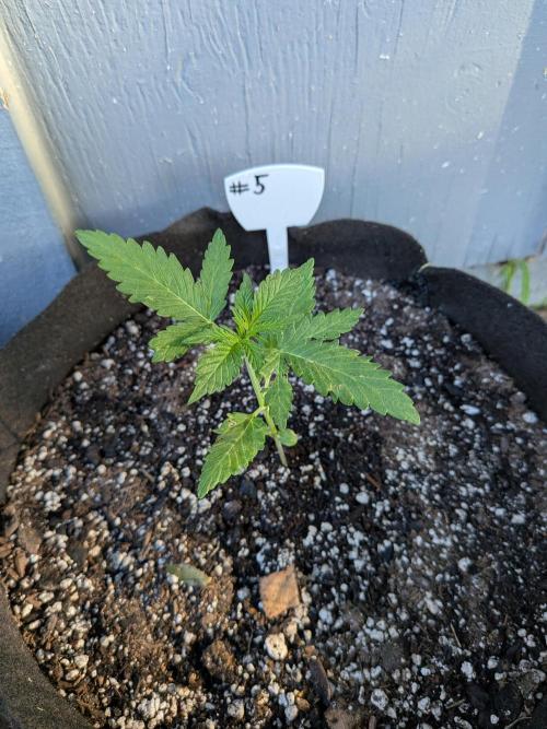 1st (mostly) outdoor grow - 100% organic. Week 3