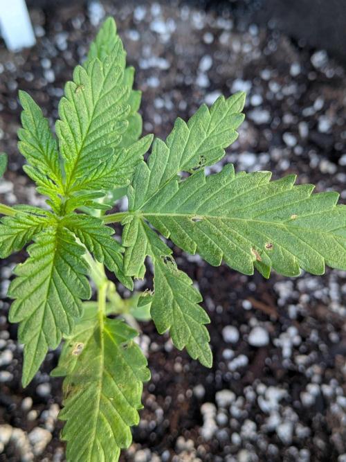 1st (mostly) outdoor grow - 100% organic. Week 3