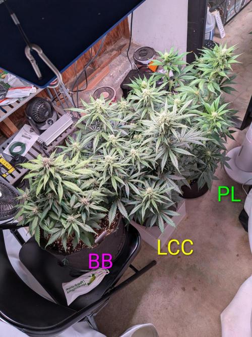 A purple and fruity Fastbuds trio. Week 8