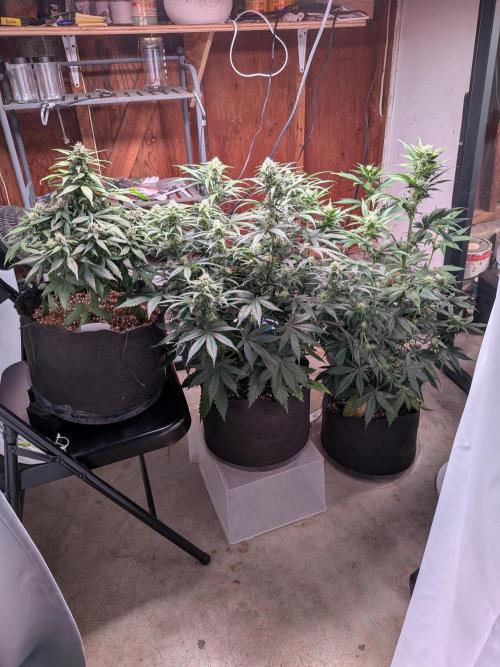 A purple and fruity Fastbuds trio. Week 8