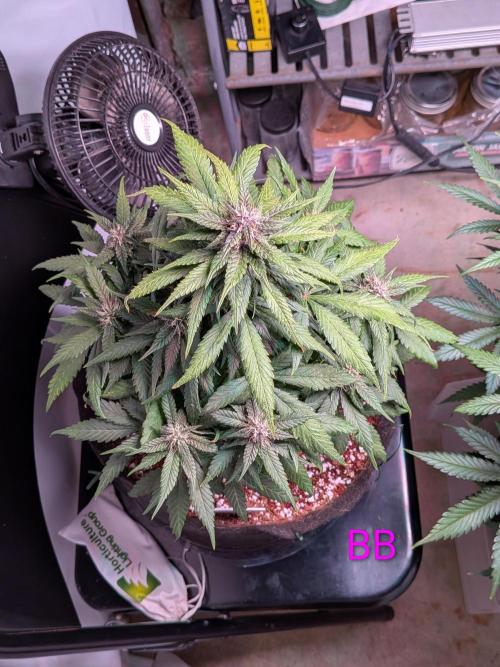 A purple and fruity Fastbuds trio. Week 8