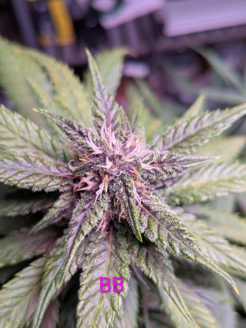 A purple and fruity Fastbuds trio. Week 8