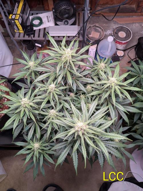 A purple and fruity Fastbuds trio. Week 8