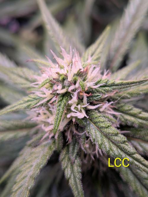 A purple and fruity Fastbuds trio. Week 8