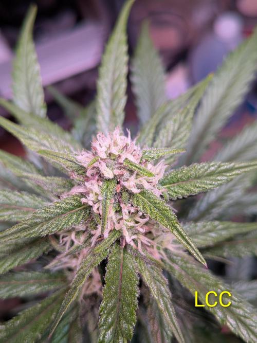 A purple and fruity Fastbuds trio. Week 8