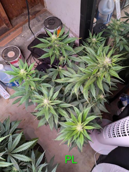 A purple and fruity Fastbuds trio. Week 8