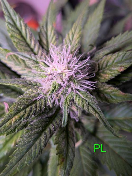 A purple and fruity Fastbuds trio. Week 8