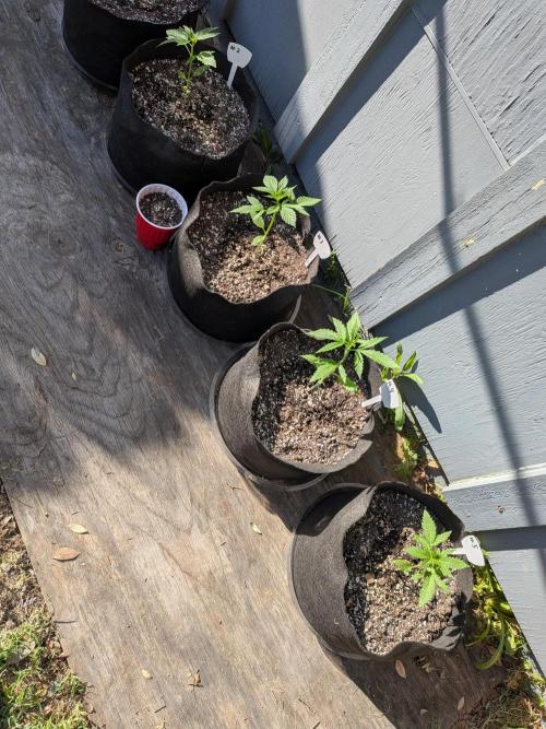 1st (mostly) outdoor grow - 100% organic. Week 4