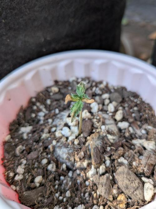 1st (mostly) outdoor grow - 100% organic. Week 4