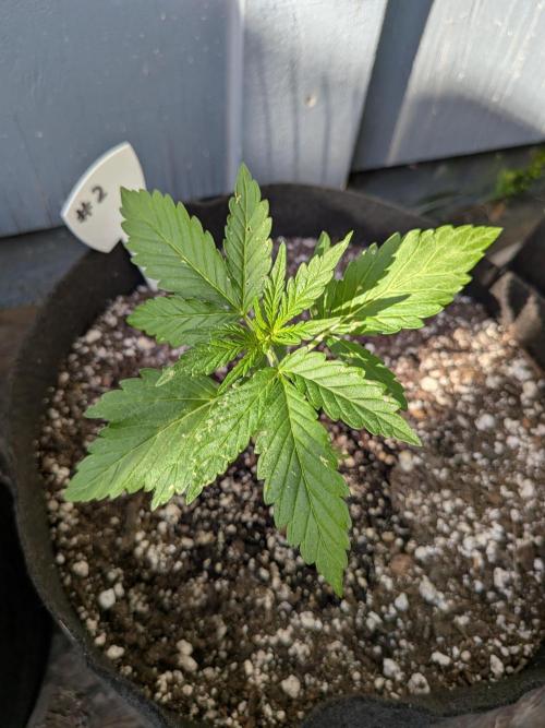 1st (mostly) outdoor grow - 100% organic. Week 4