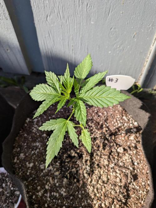 1st (mostly) outdoor grow - 100% organic. Week 4
