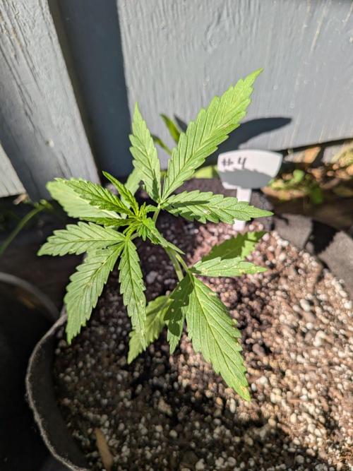 1st (mostly) outdoor grow - 100% organic. Week 4
