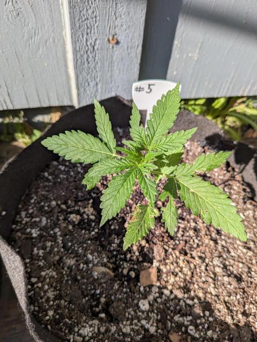 1st (mostly) outdoor grow - 100% organic. Week 4