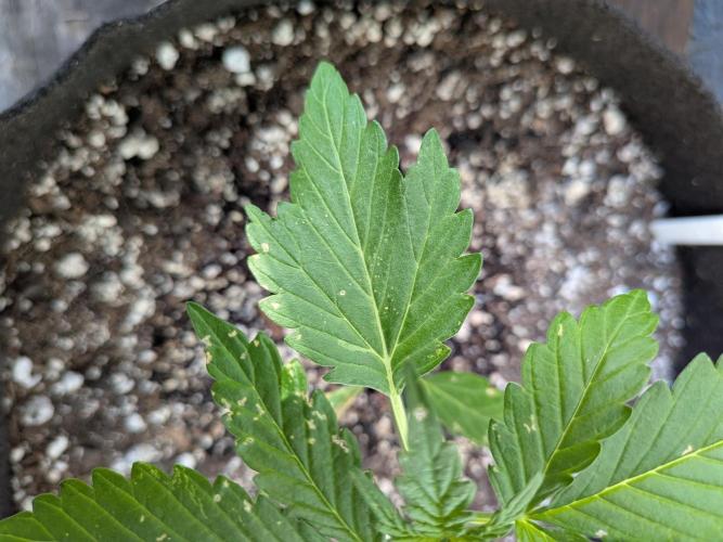 1st (mostly) outdoor grow - 100% organic. Week 4