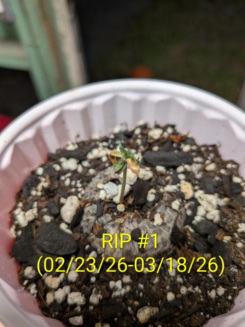 1st (mostly) outdoor grow - 100% organic. Week 4