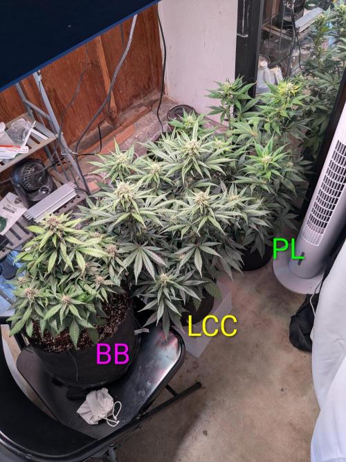 A purple and fruity Fastbuds trio. Week 9