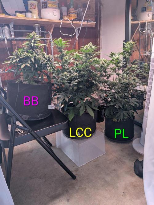 A purple and fruity Fastbuds trio. Week 9