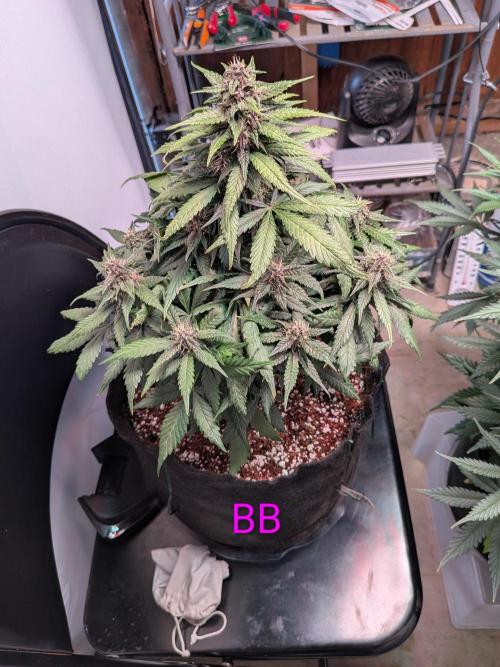 A purple and fruity Fastbuds trio. Week 9