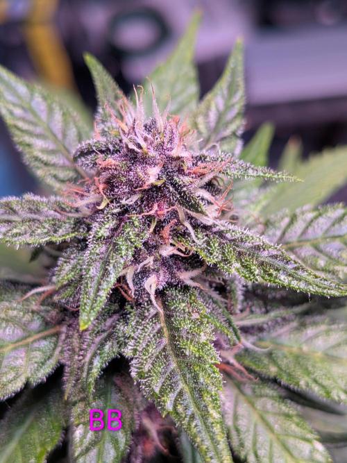 A purple and fruity Fastbuds trio. Week 9