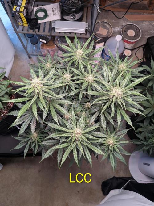 A purple and fruity Fastbuds trio. Week 9