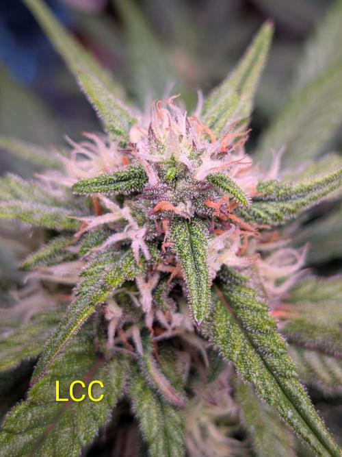 A purple and fruity Fastbuds trio. Week 9