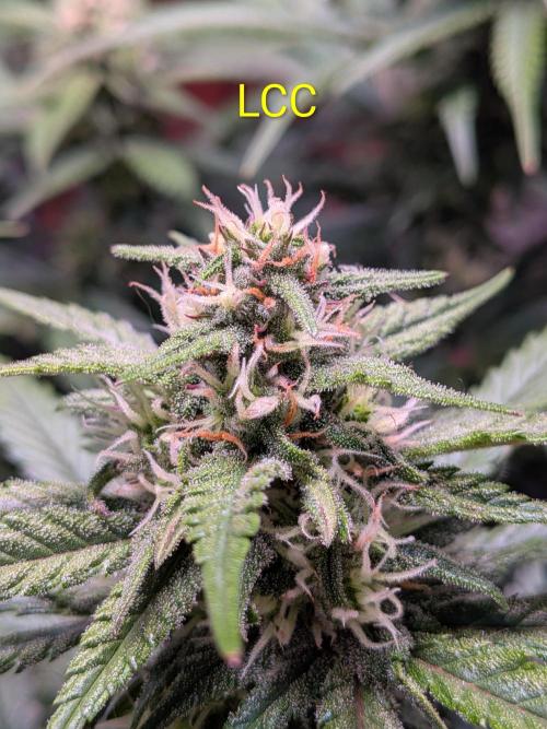 A purple and fruity Fastbuds trio. Week 9