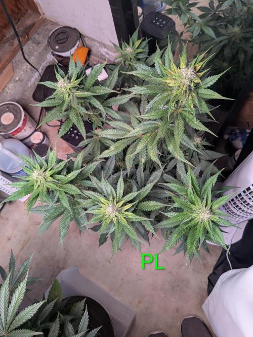 A purple and fruity Fastbuds trio. Week 9