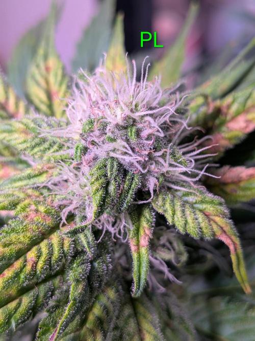 A purple and fruity Fastbuds trio. Week 9