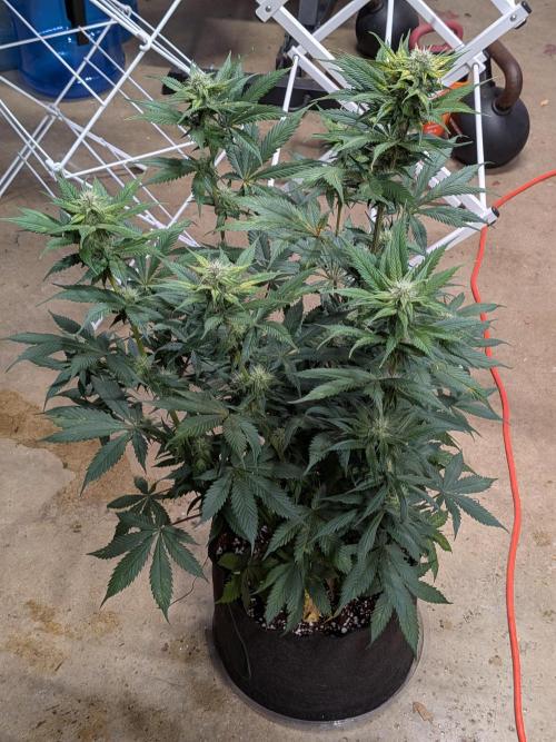 A purple and fruity Fastbuds trio. Week 9