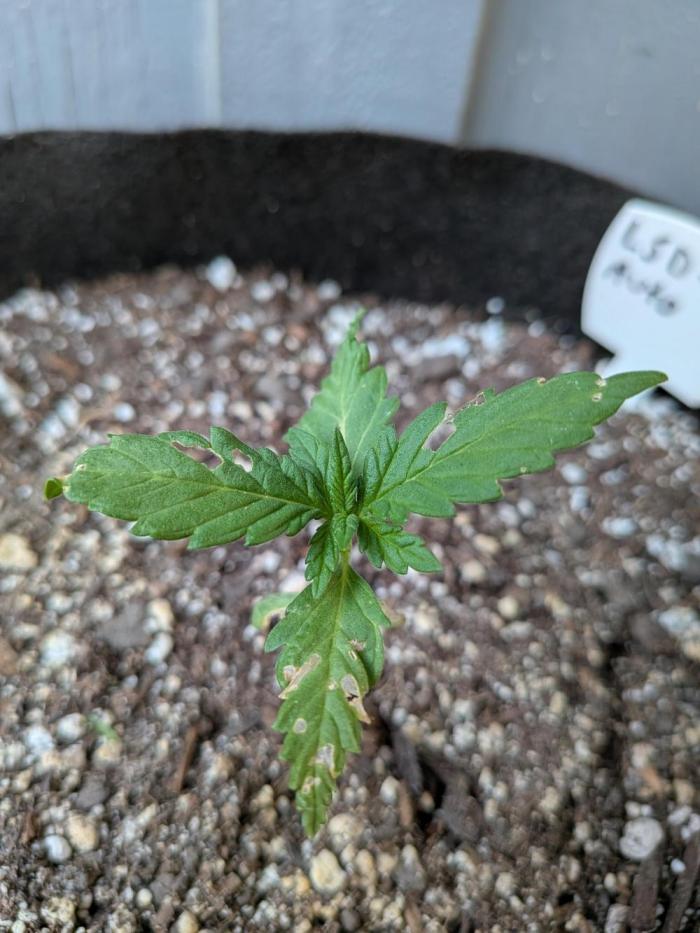 First outdoor grow part 2 (backup plant). Week 3