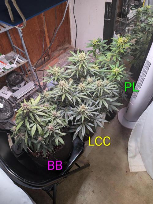 A purple and fruity Fastbuds trio. Week 9